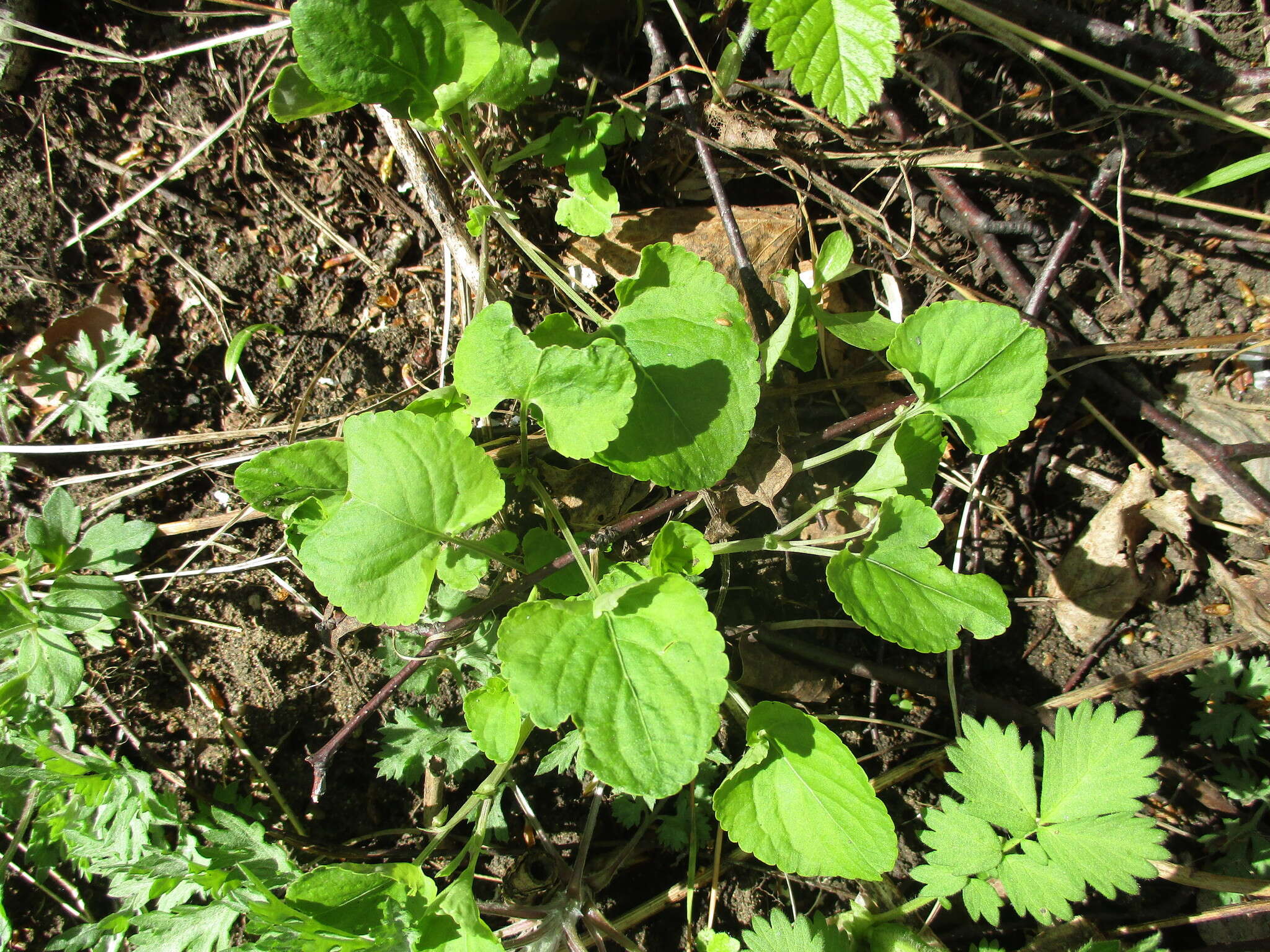 Image of Viola sacchalinensis H. Boiss.