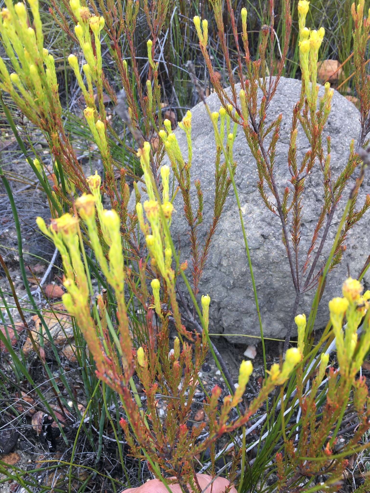 Image of Leucadendron olens I. Williams