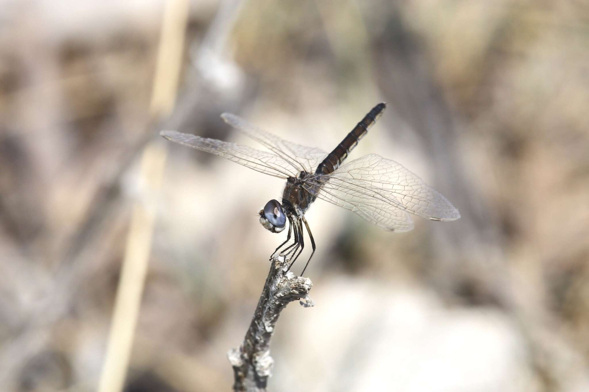 Imagem de Selysiothemis Ris 1897