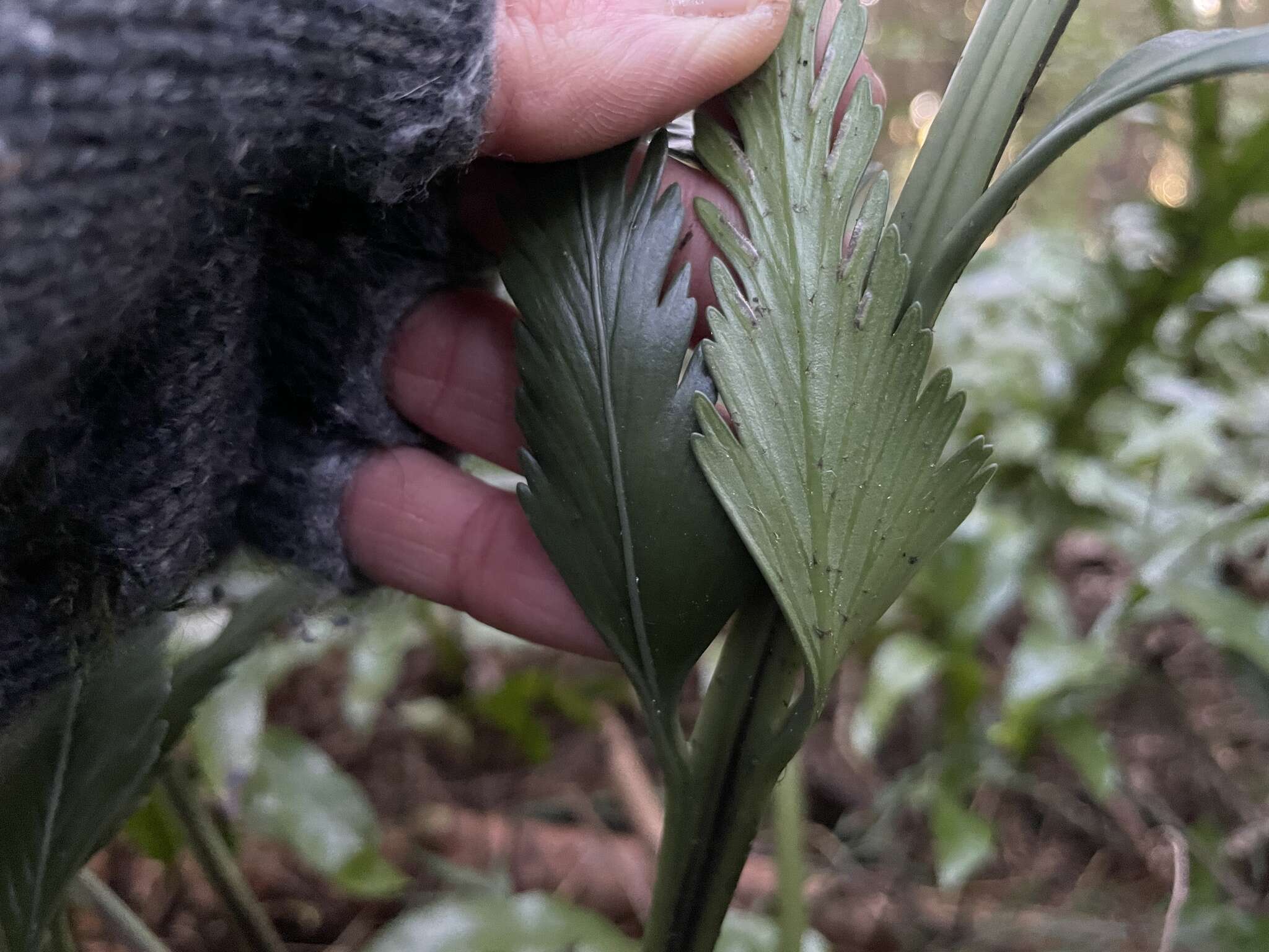 Image of Asplenium scleroprium Homb. & Jacq.