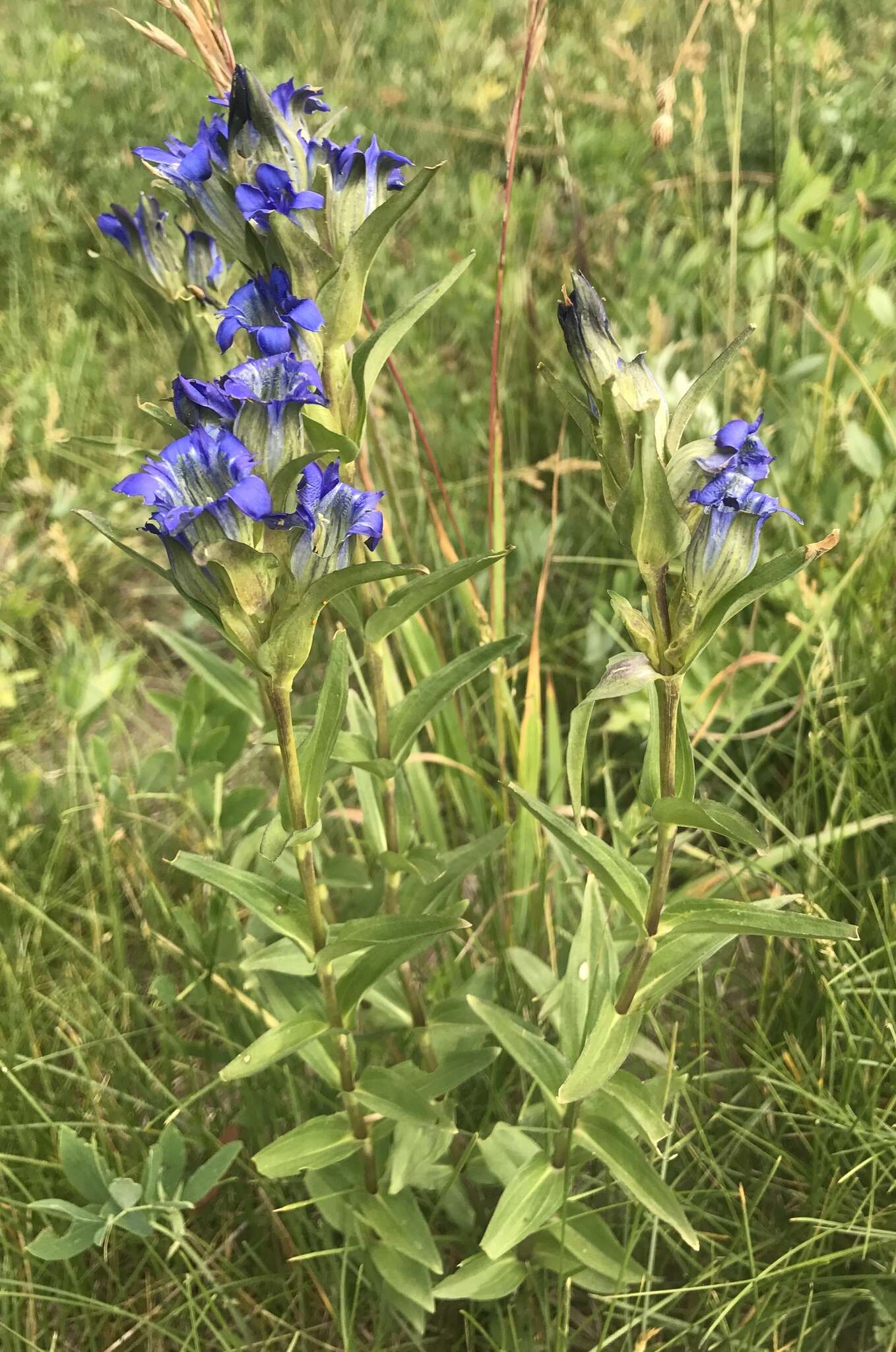 Image of Parry's gentian