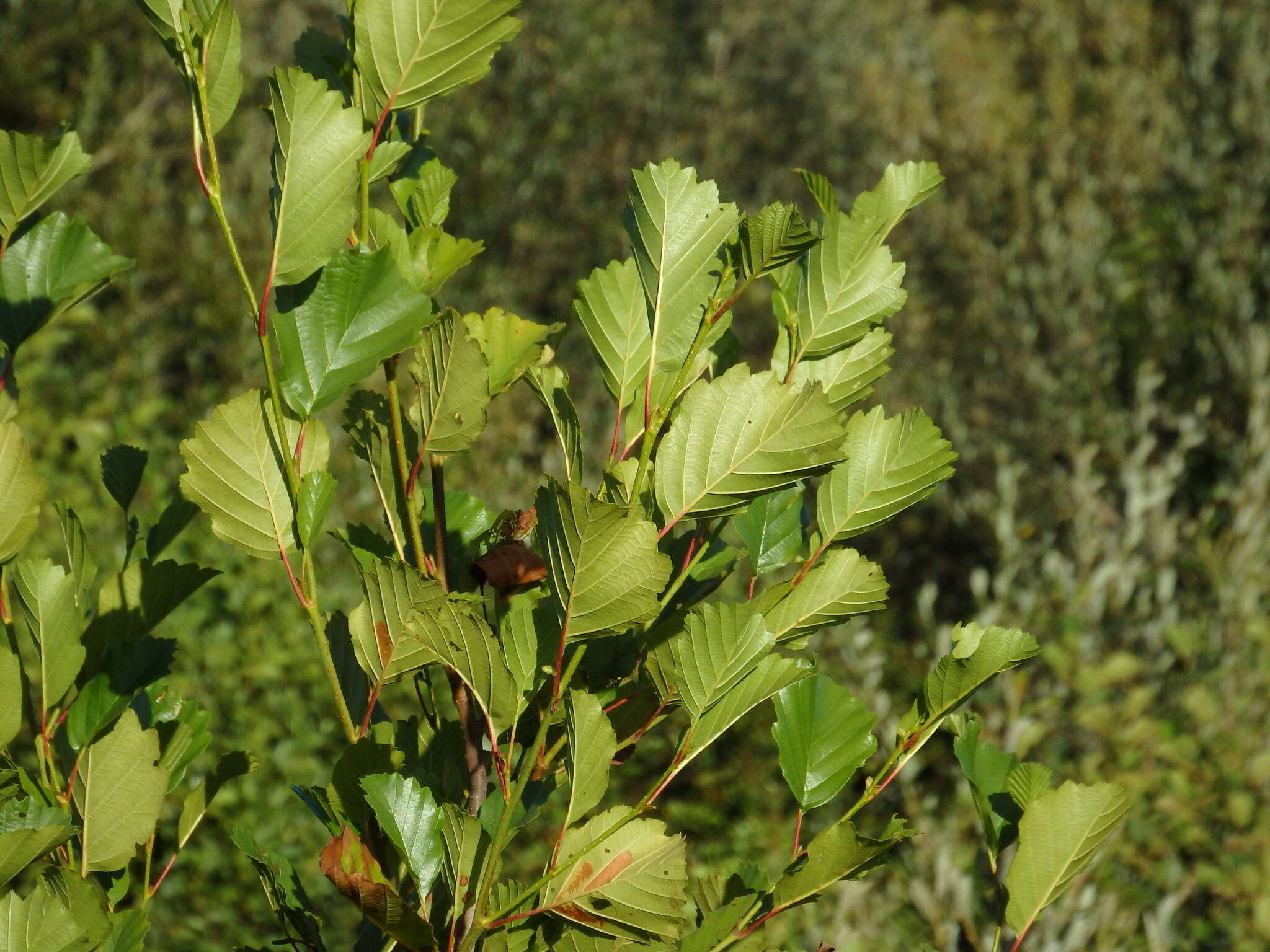 Imagem de Alnus lusitanica Vít, Douda & Mandák