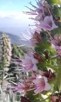 Слика од Echium virescens DC.