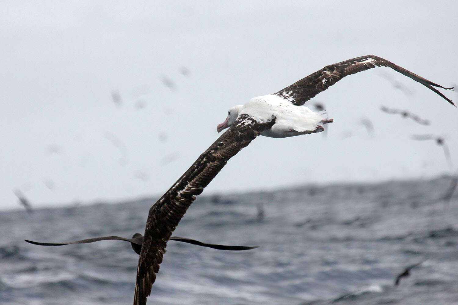 Image of Royal Albatross