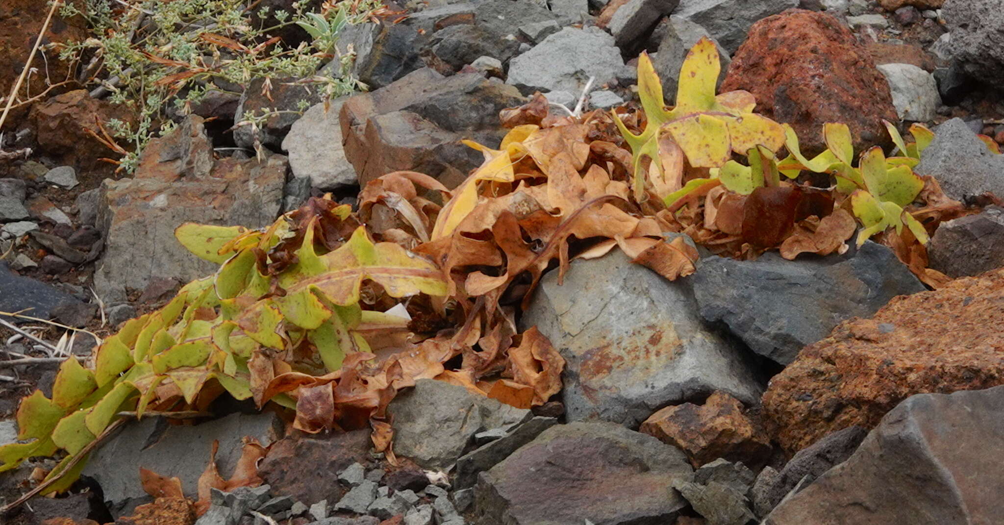 Image of Sonchus latifolius (Lowe) R. Jardim & M. Seq.