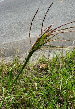 Слика од Bothriochloa pertusa (L.) A. Camus