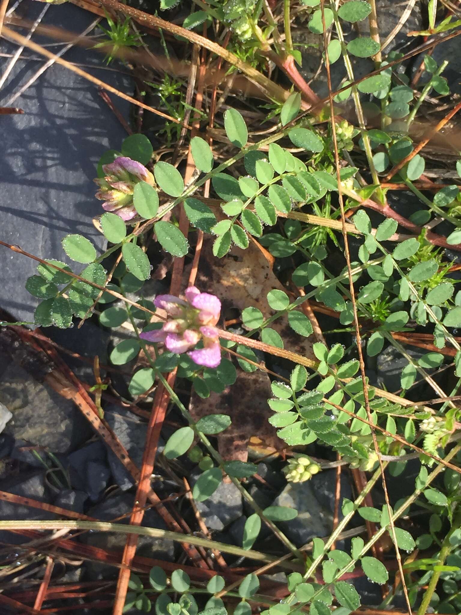 Image of Englemann's milkvetch