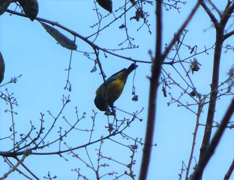 Image of Black-faced Dacnis