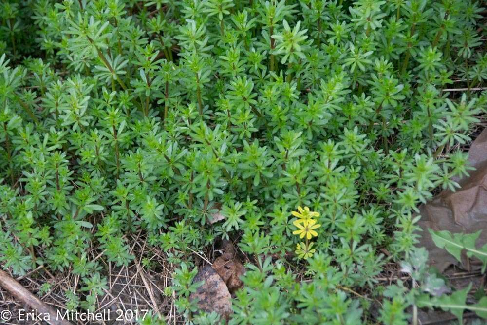 Image of White bedstraw