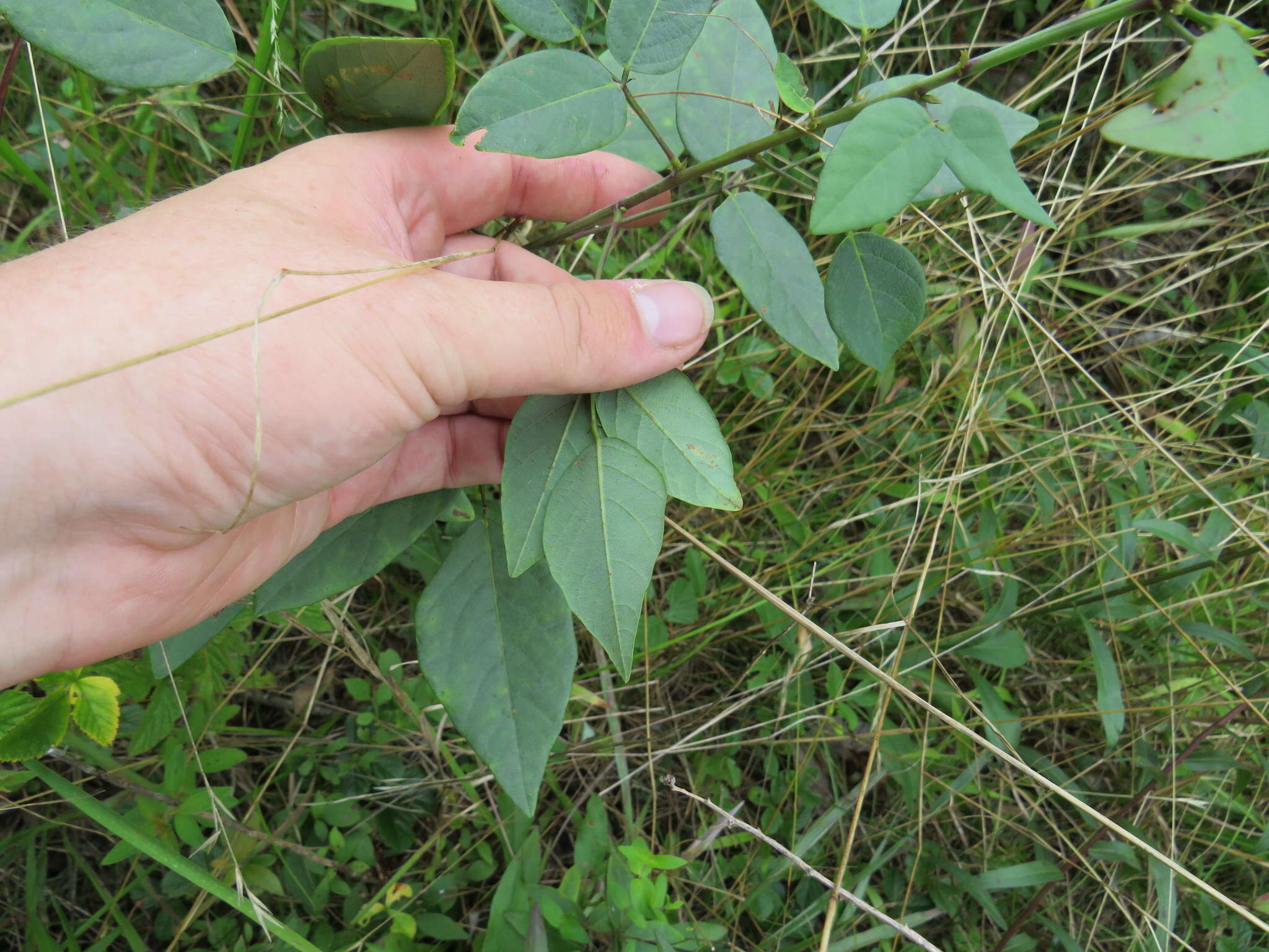 Image of smooth ticktrefoil