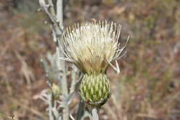 Cirsium ciliolatum (Henderson) J. T. Howell的圖片