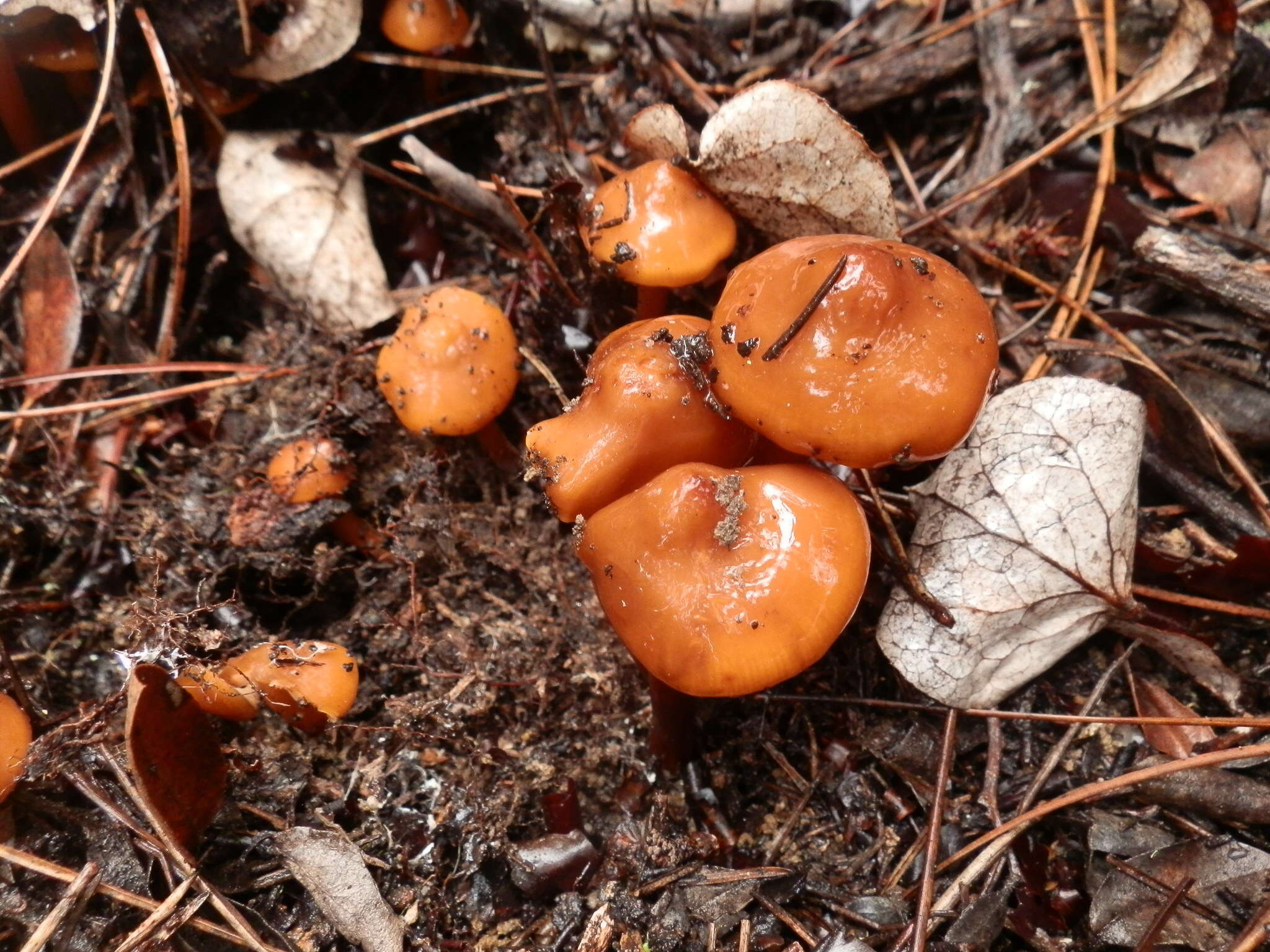 Image of California phaeocollybia