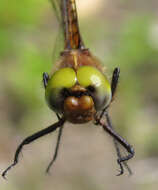 Image of Broad-tailed Shadowdragon