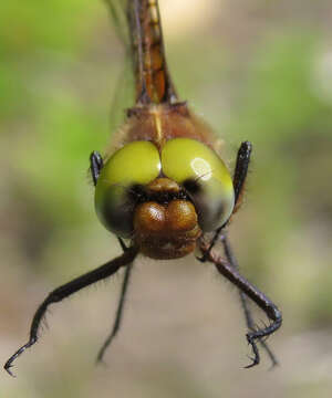 Image of Broad-tailed Shadowdragon