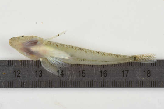 Image of Sand Goby