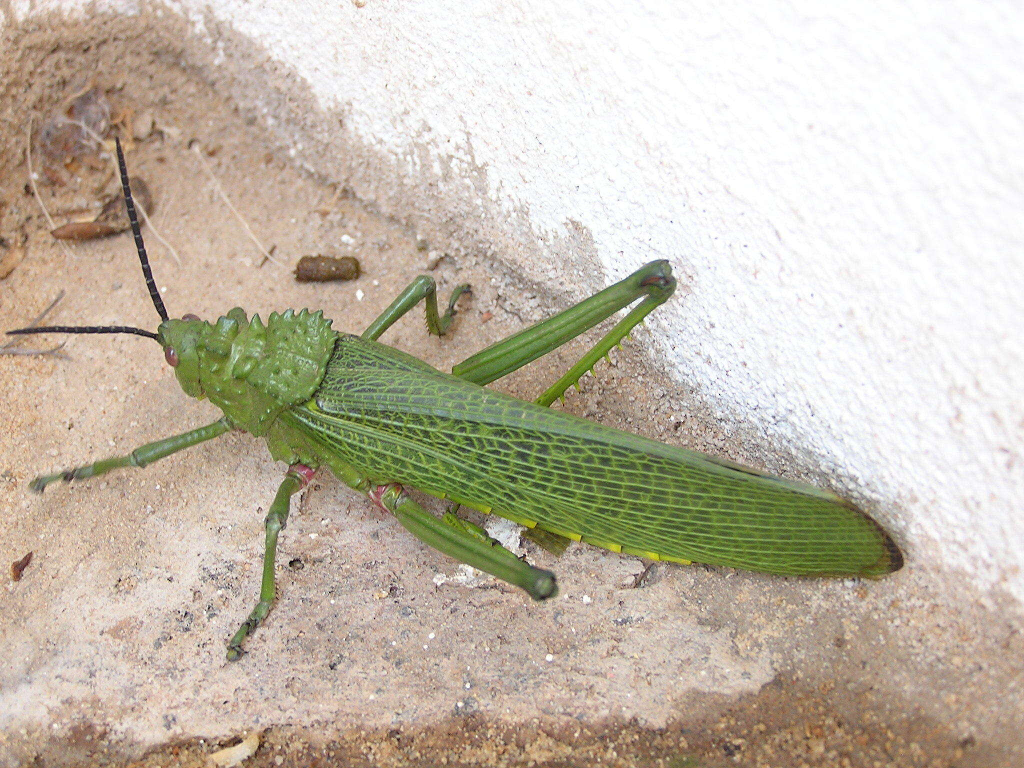 Plancia ëd Phymateus (Phymateus) viridipes subsp. viridipes Stål 1873