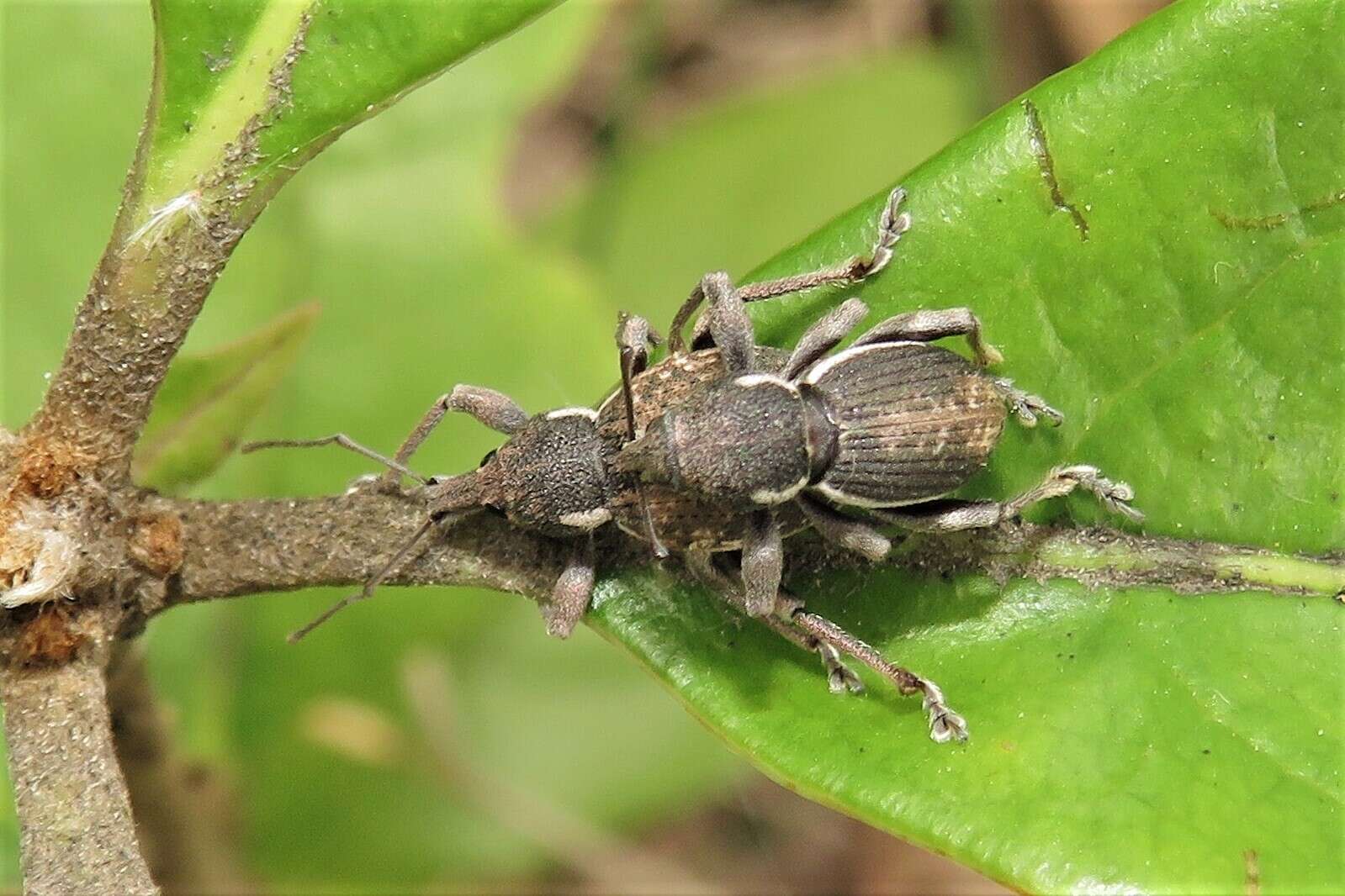 Image of Perperus lateralis (Boisduval 1835)