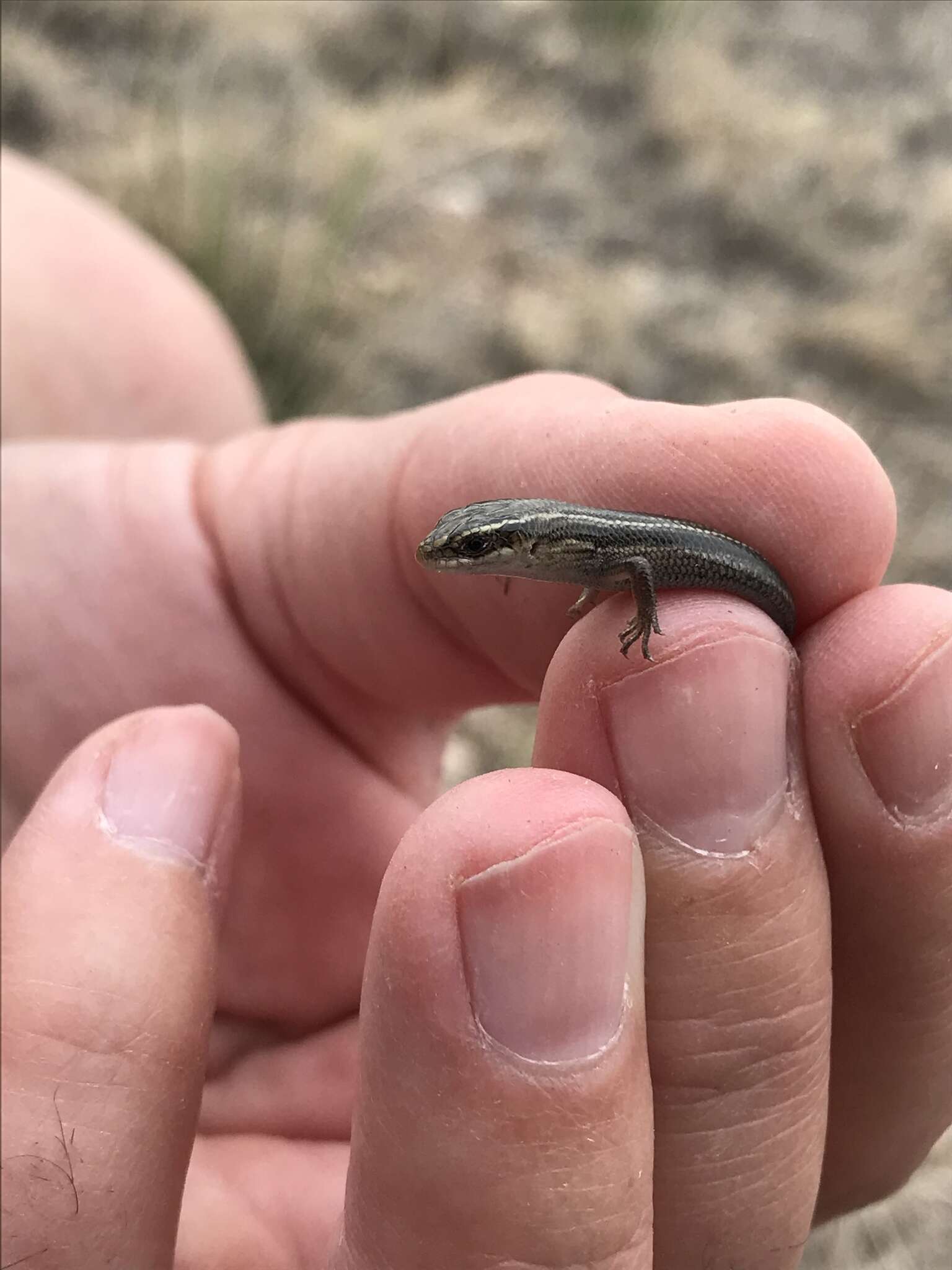 Image de Plestiodon multivirgatus Hallowell 1857