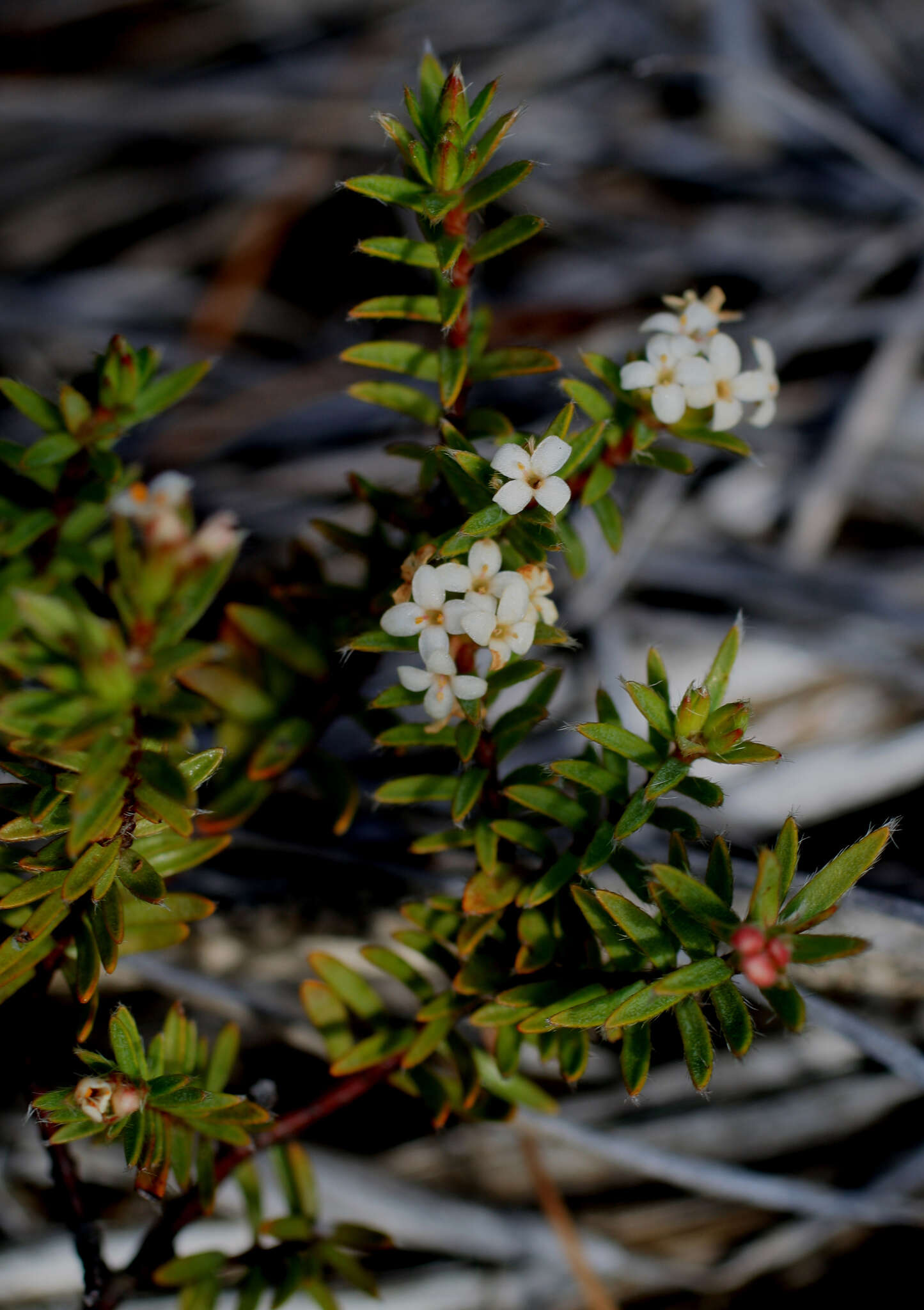 Image of Pimelea suteri T. Kirk