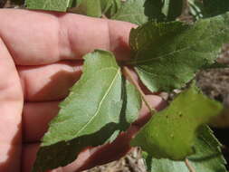 Image of heartleaf goldeneye