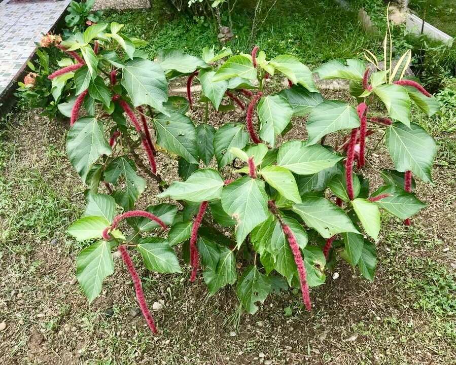 Image of chenille plant