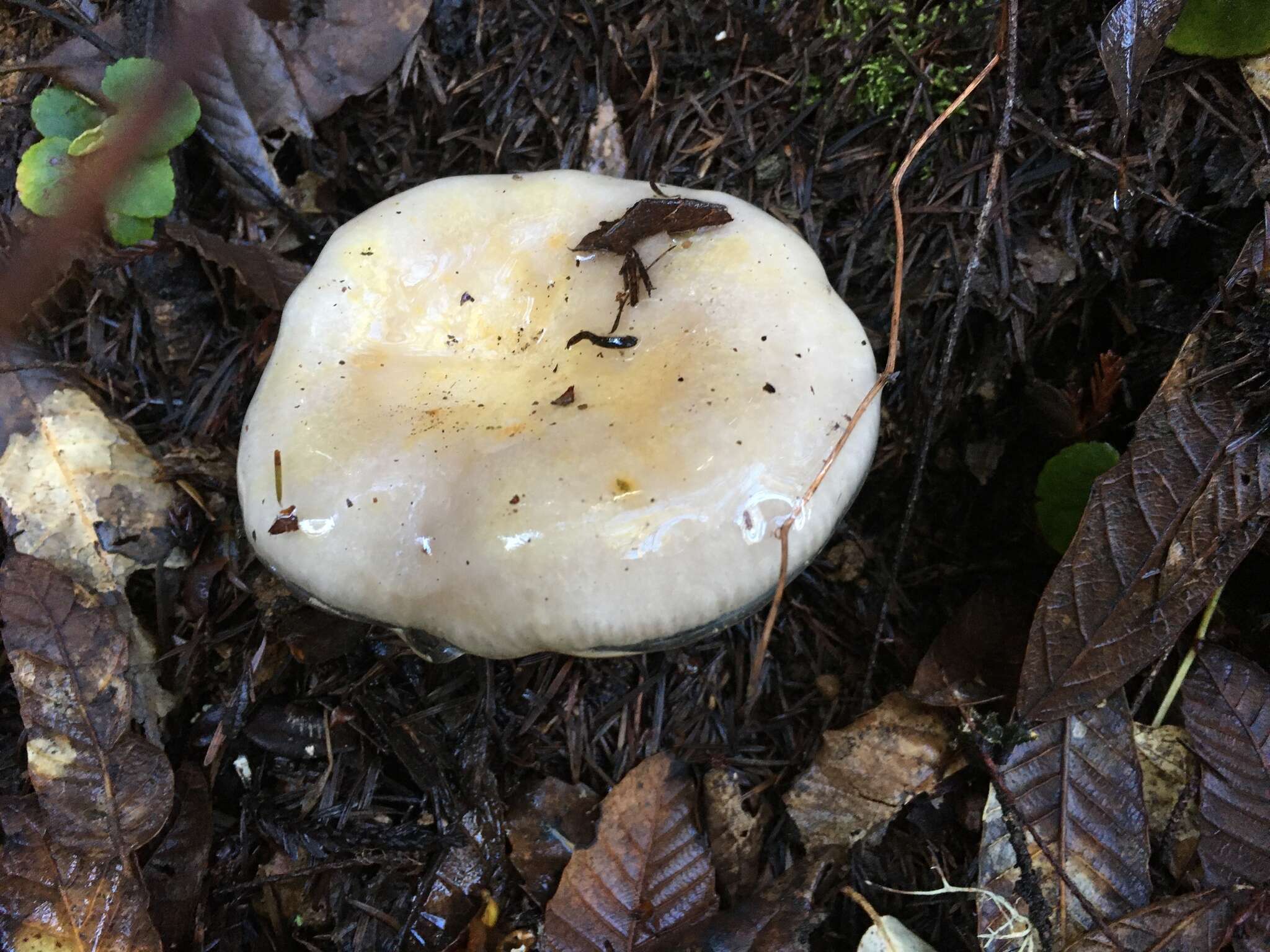 Слика од Lactarius californiensis Hesler & A. H. Sm. 1979