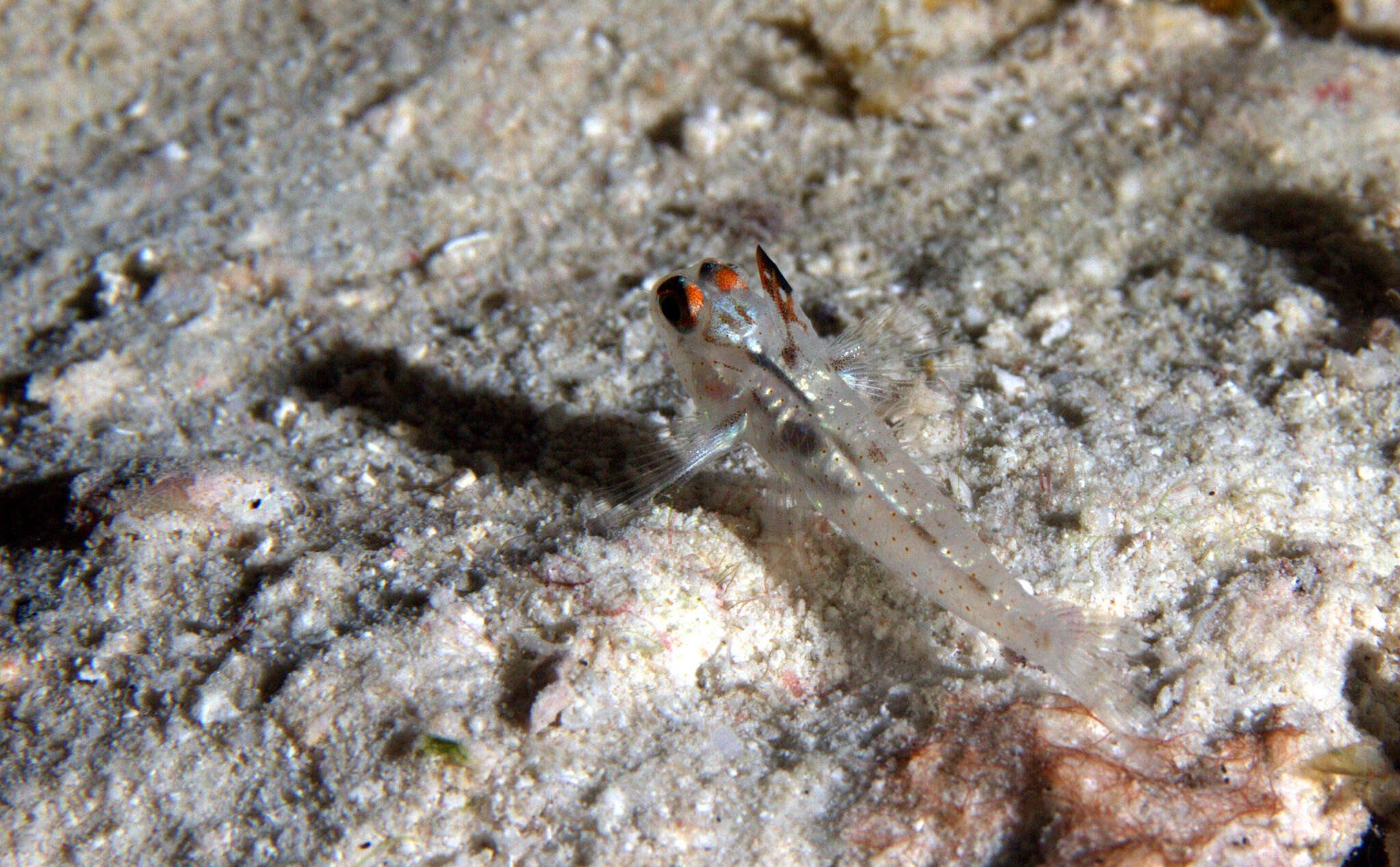 Fusigobius signipinnis Hoese & Obika 1988 resmi