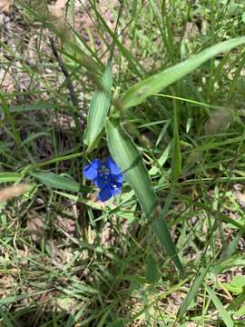 Image of Commelina lanceolata R. Br.