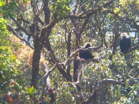 Image of Black Leaf Monkey