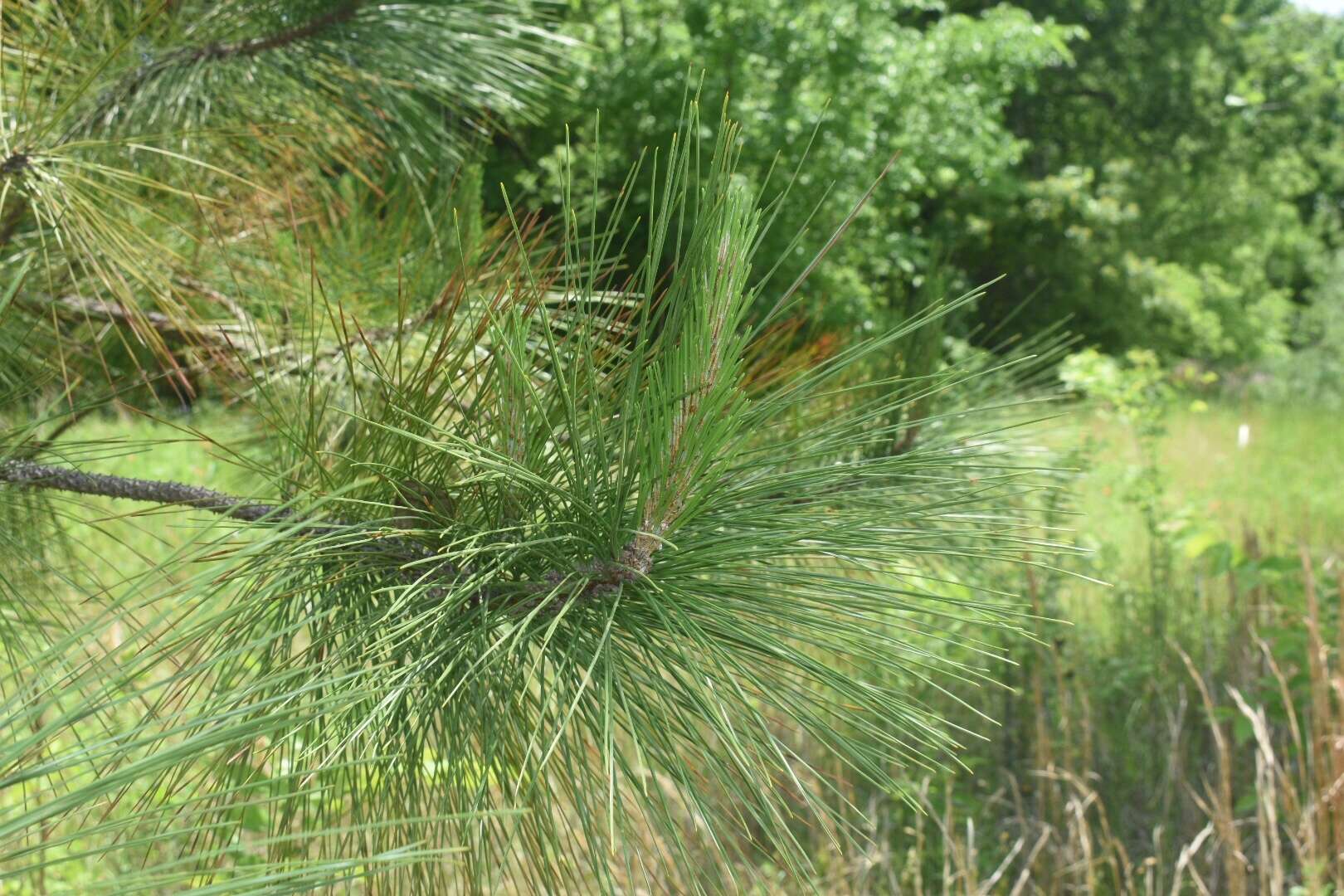 Image of slash pine