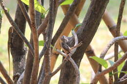 Image of Brown Prinia