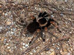 Image of Mexican Orange Beauty Tarantula