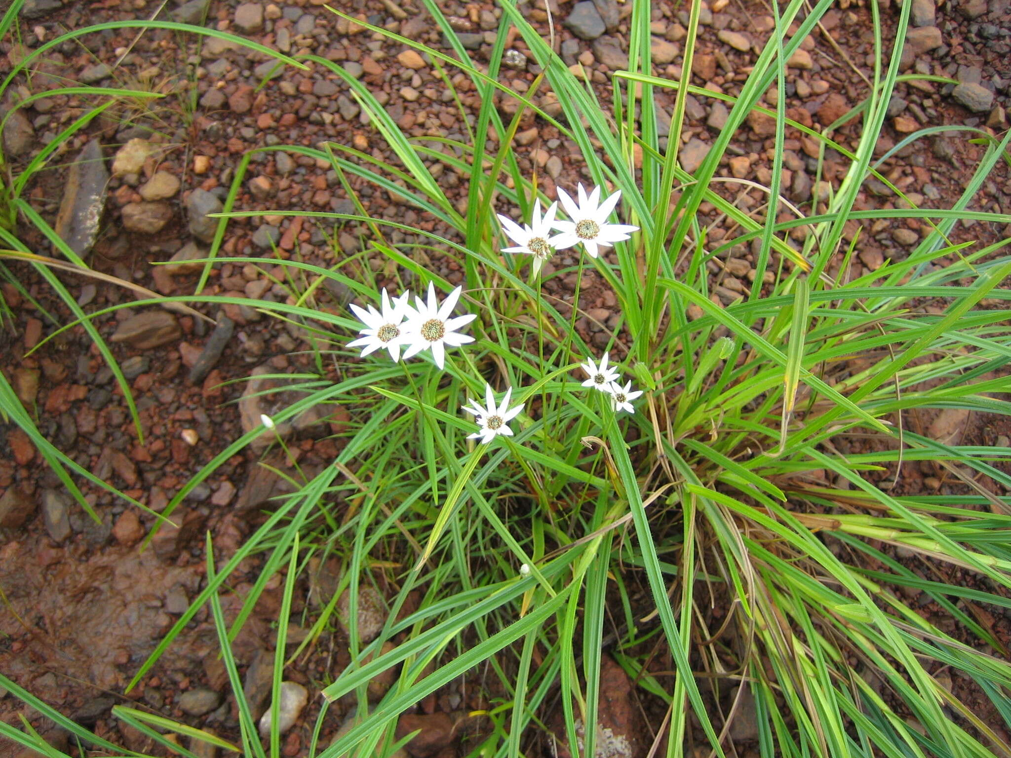 Imagem de Mesanthemum prescottianum (Bong.) Körn.