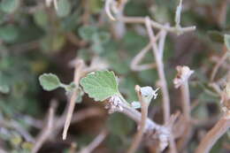 Image of Otostegia fruticosa (Forssk.) Schweinf. ex Penzig