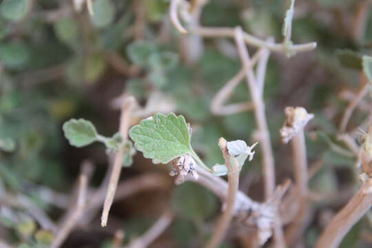 Image of Otostegia