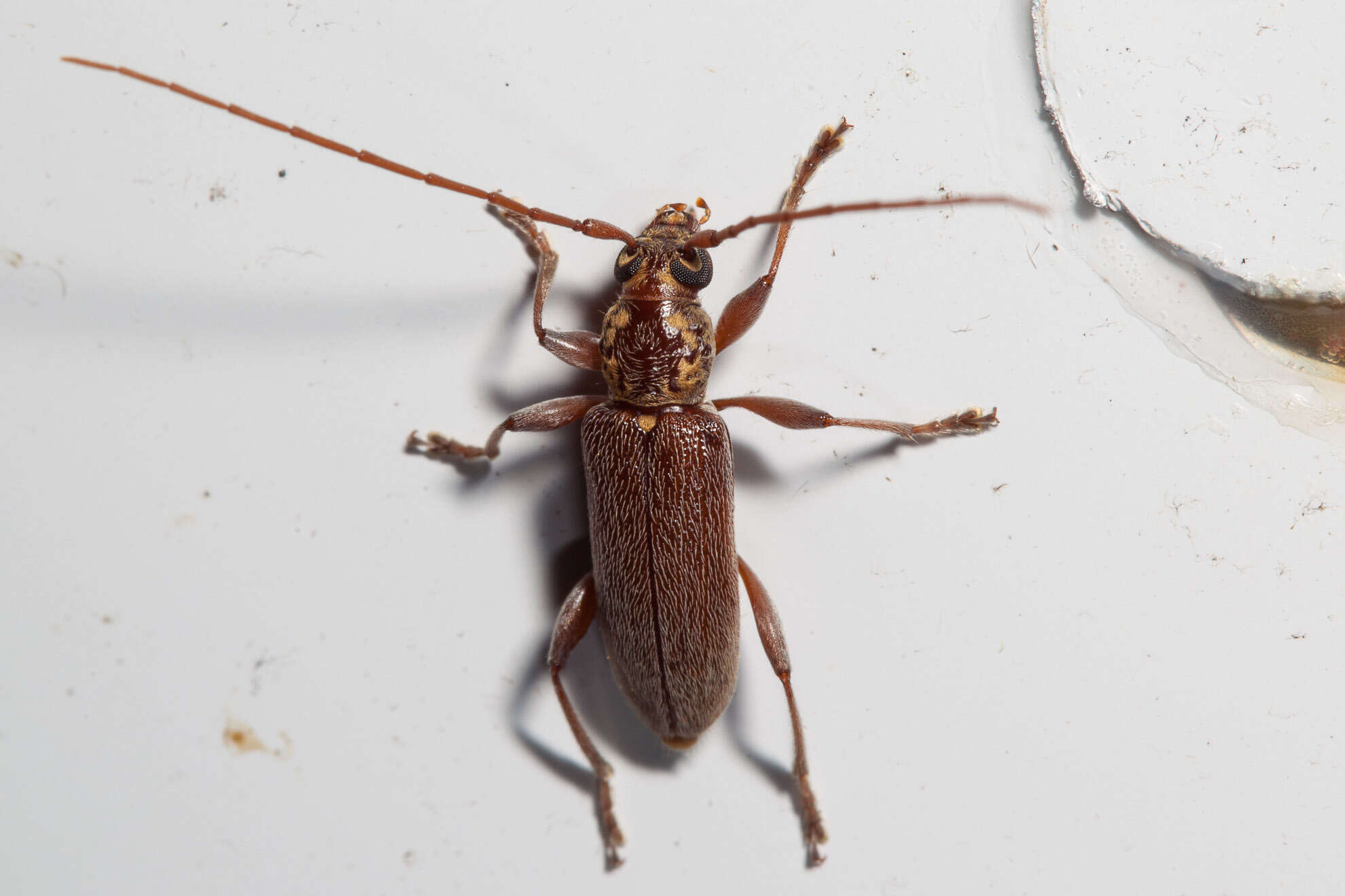 Image of Ceresium long-horned beetle