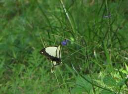 Image of <i>Papilio dardanus tibullus</i>