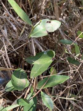 Image of Salacia kraussii (Harv.) Harv.