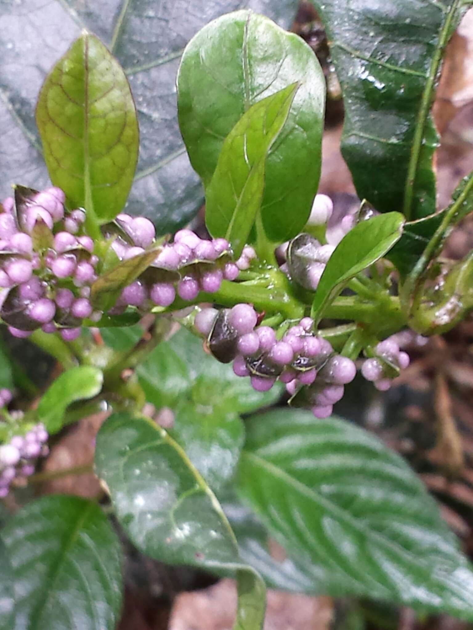 Image of Mendoncia flagellaris (Baker) Benoist