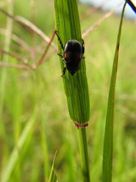 Imagem de Callirhinus