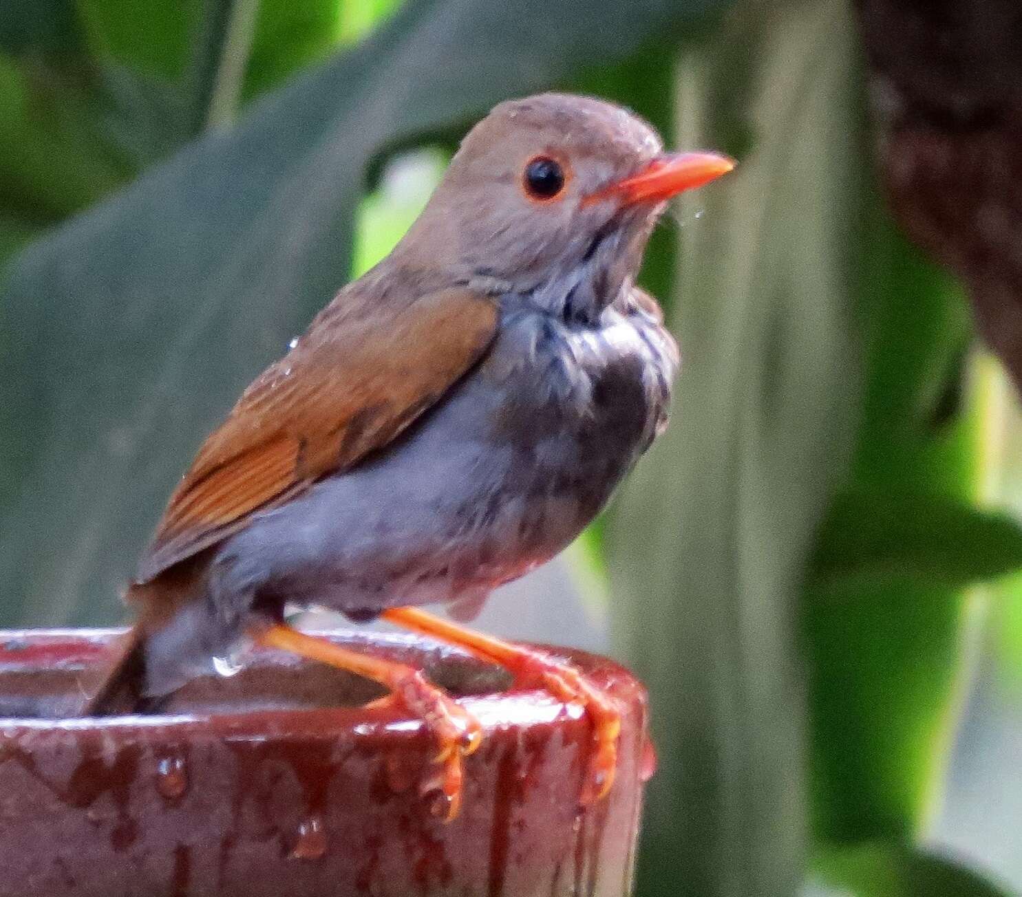 Image of Orange-billed Nightingale-Thrush