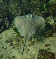 Image of Dixons Stingaree