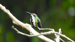 Image of Black-throated Mango