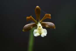 Слика од Prosthechea varicosa (Bateman ex Lindl.) W. E. Higgins