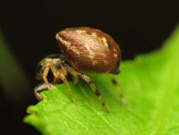 Image de Zygoballus rufipes Peckham & Peckham 1885