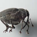 Image of Rape Stem Weevil