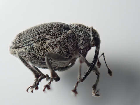 Image of Rape Stem Weevil