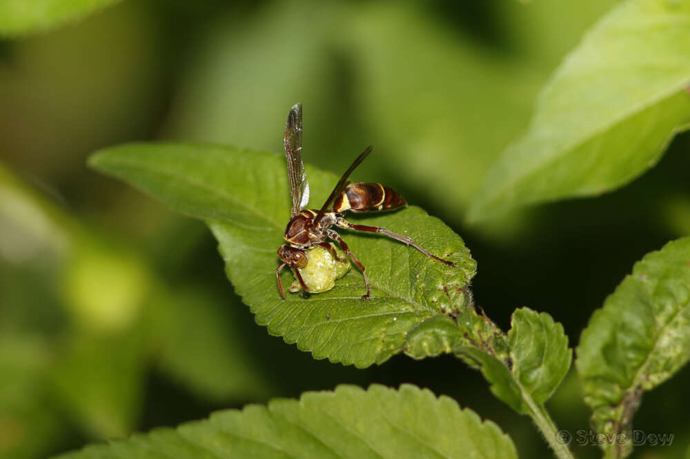 Image of Polistes stigma townsvillensis Giordani Soika 1975