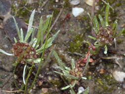 Image of Gnaphalium indutum Hook. fil.