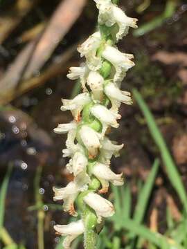 Слика од Spiranthes graminea Lindl.